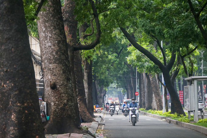 Hàng[-]cổ[-]thụ[-]trăm[-]tuổi[-]ở[-]trung[-]tâm[-]TP[-]HCM[-]trước[-]khi[-]bị[-]đốn[-]hạ